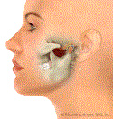 Normal Functioning Jaw