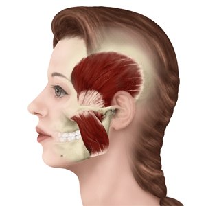 masseter2.gif
