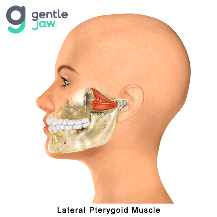 Muscles that Refer Pain into the TMJ