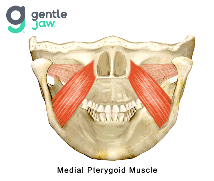 Muscles that Refer Pain into the TMJ